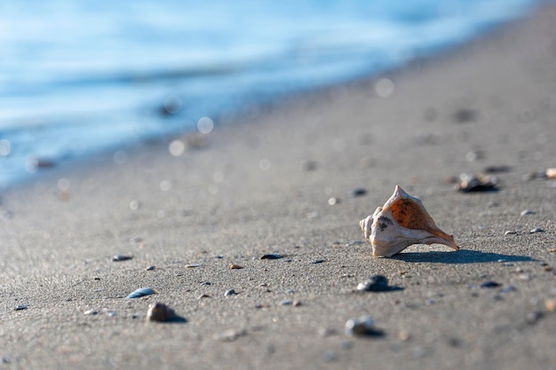 Wunderschöne Muschel an einem Sandstrand vor dem Hintergrund einer Meereswelle