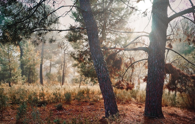 wunderschöne mystische Landschaft mit Nebel im Herbst