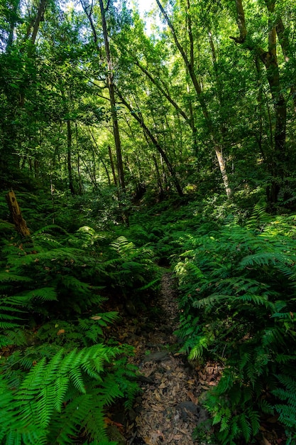 Wunderschöne Natur auf dem Trek auf dem Pfad neben Farnen im Cubo de la Galga