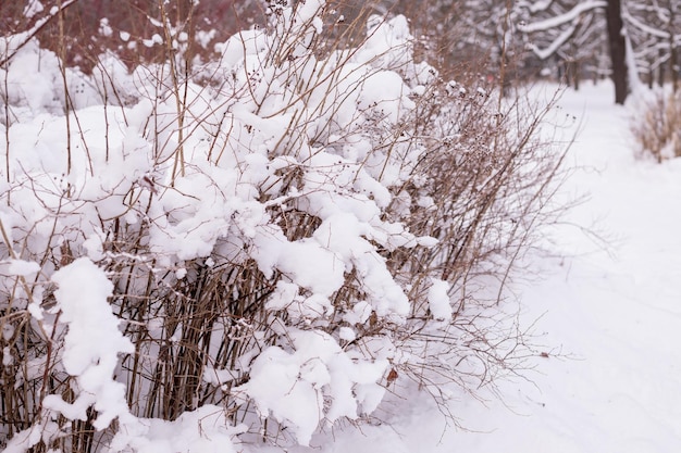 Wunderschöne Naturlandschaft des Winterparks mit Schneeverwehungen, Büschen, Bäumen, die mit Frost und Schnee bedeckt sind, ländliche Landschaftslandschaft Graue, ruhige Winterlandschaft