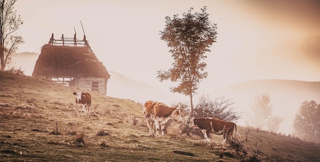 Wunderschöne neblige Herbstmorgenlandschaft im ländlichen Siebenbürgen