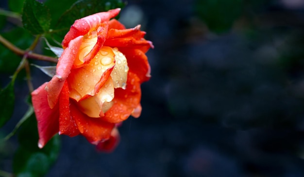 Wunderschöne orangefarbene Rose in Regentropfen mit Kopierraum Karte Schönheit der Natur Blumenzucht-Hobby