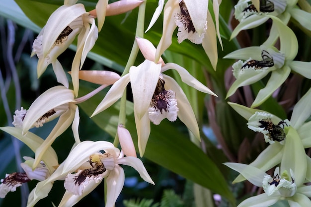 Wunderschöne Orchideenblüten, die unter kontrollierten Bedingungen in einem Orchidarium wachsen