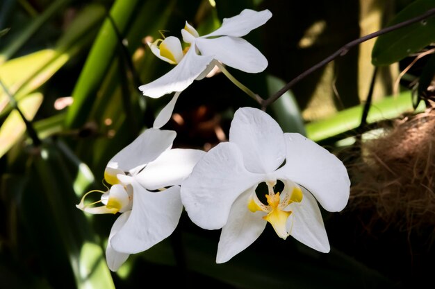 Wunderschöne Orchideenblüten, die unter kontrollierten Bedingungen in einem Orchidarium wachsen