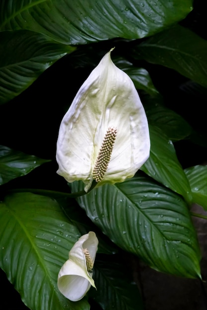 Wunderschöne Orchideenblüten, die unter kontrollierten Bedingungen in einem Orchidarium wachsen