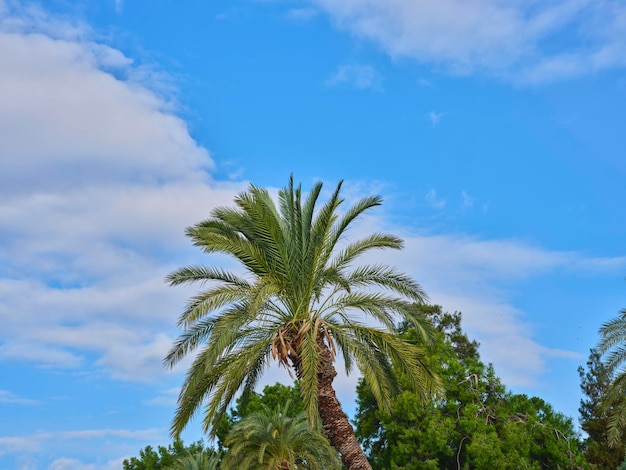 Wunderschöne Palmen auf einer tropischen Insel