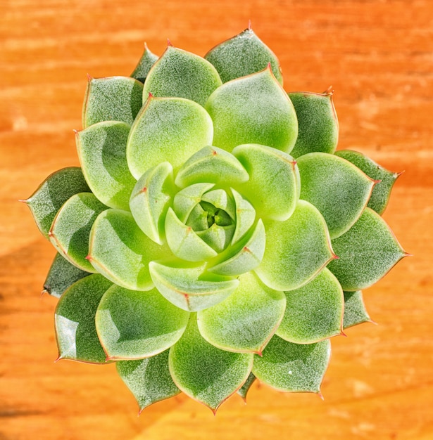 Wunderschöne Pflänzchen, saftig in einem kleinen Blumentopf