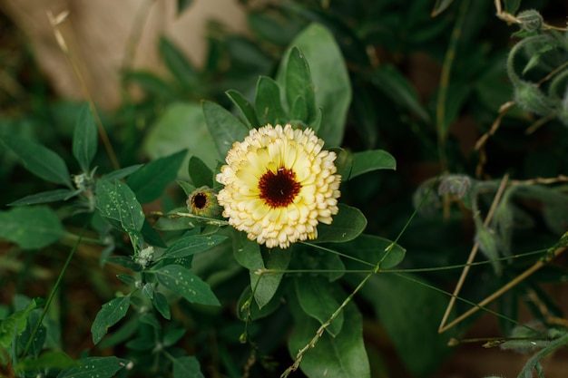 Wunderschöne Ringelblumenblüte im wilden Landschaftsgarten Blühende orangefarbene Wildblumen auf der sonnigen Sommerwiese Artenvielfalt und Landschaftsgestaltung von Gartenblumenbeeten