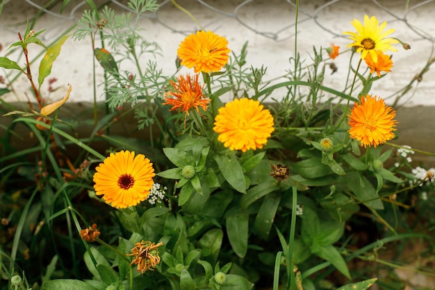 Wunderschöne Ringelblumenblüte im wilden Landschaftsgarten Blühende orangefarbene Wildblumen auf der sonnigen Sommerwiese Artenvielfalt und Landschaftsgestaltung von Gartenblumenbeeten