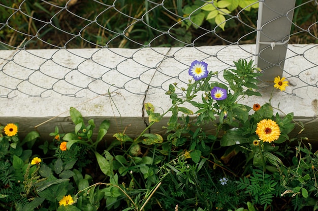 Wunderschöne Ringelblumenblüte im wilden Landschaftsgarten Blühende orangefarbene Wildblumen auf der sonnigen Sommerwiese Artenvielfalt und Landschaftsgestaltung von Gartenblumenbeeten