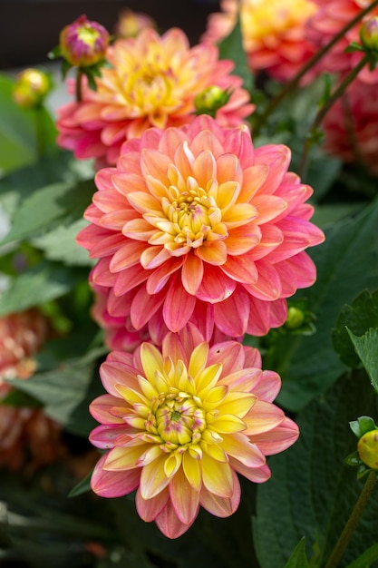 Wunderschöne rosa Dahlien Gartenarbeit mehrjährige Blumen Blumenhintergrund