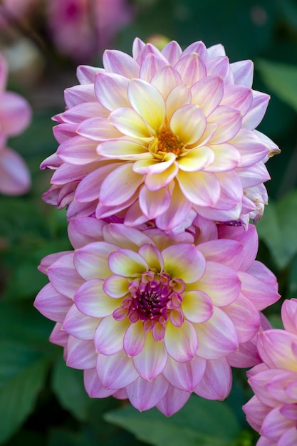 Wunderschöne rosa Dahlien Mehrjährige Blumen Hobbygärtnerei