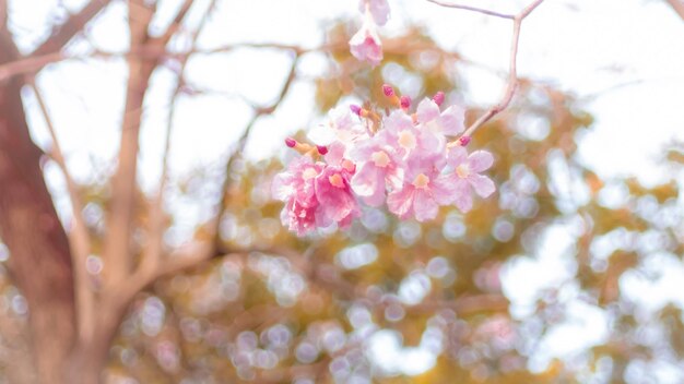 Wunderschöne rosa Frühlingsblüten auf einem Baumzweig weiche Fokus verschwommen Natur Hintergrund