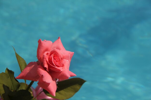 Wunderschöne rosa Rose auf einem Hintergrund aus blauem Wasser mit Wellen. Das Konzept des Kopierraums für Urlaubsromantik