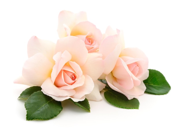 Foto wunderschöne rosa rosen