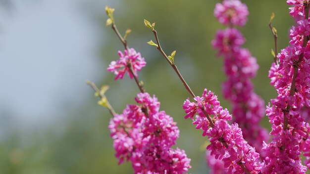 Wunderschöne rosa-violette Blütenzweige des Judas-Baumes Cercis siliquastrum im Frühlingspark in naher Nähe