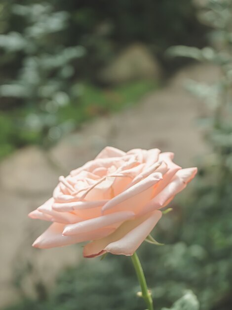 Wunderschöne Rose im Garten