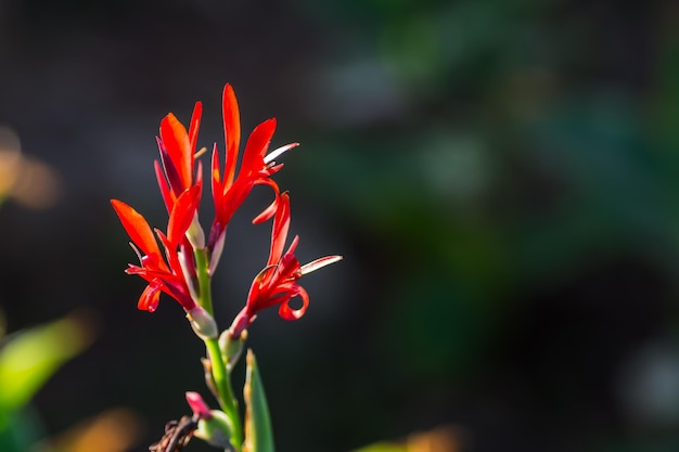 Wunderschöne rote afrikanische Pfeilwurzblumen in einem Garten eines Resorts