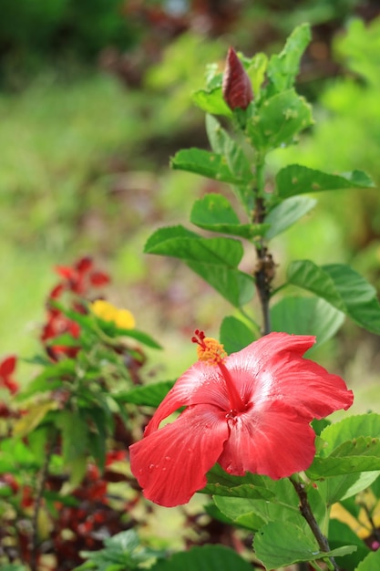 Wunderschöne rote Hibiskusblüte mit Wassertropfen nach dem Regen