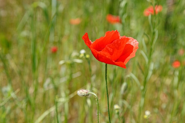 Wunderschöne rote Mohnblumen auf dem Feld