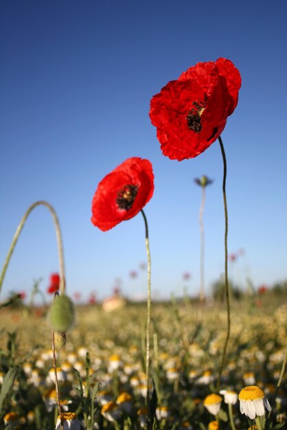 Foto wunderschöne rote mohnblumen auf dem feld.