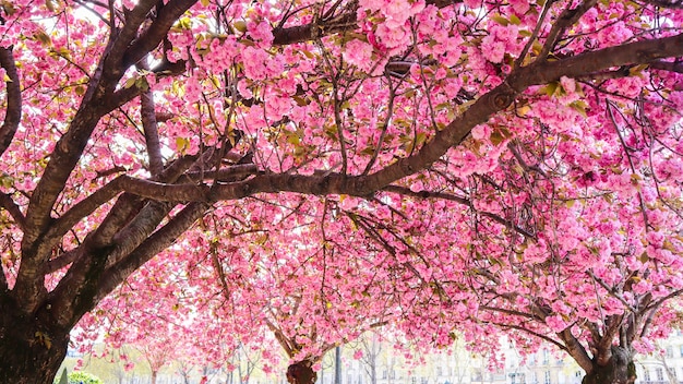 Wunderschöne Sakura- oder Kirschbäume mit rosa Blüten im Frühling