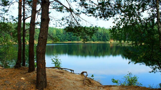 Wunderschöne Sommerlandschaft mit malerischem See im Wald