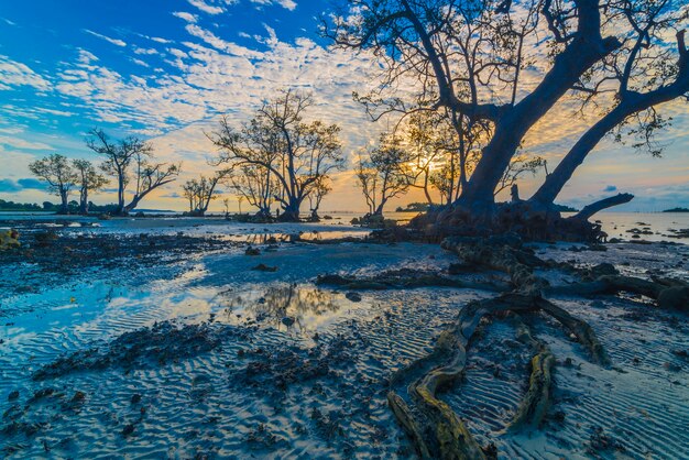 wunderschöne Sonnenaufgangsatmosphäre am Strand mit Mangrovenbäumen entlang der Küste