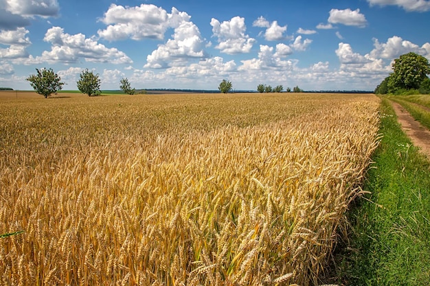 Wunderschöne Tageslandschaft mit reifem Weizen und Landstraße am bewölkten Himmel