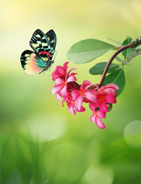 Wunderschöne tropische rosa Frangipani-Blüten und mehrfarbiger Schmetterling auf natürlichem Grün