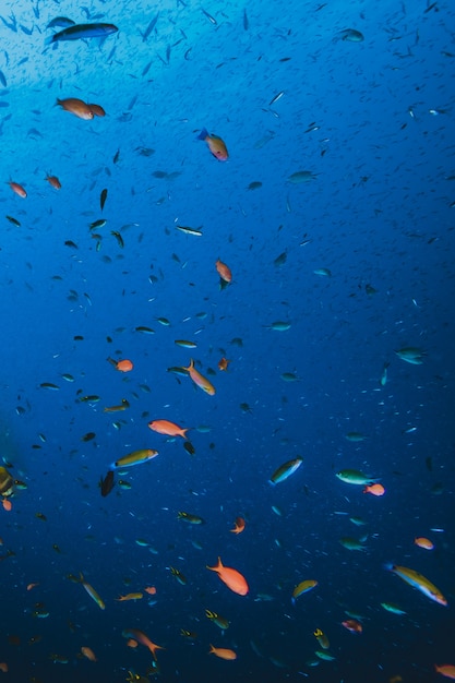Wunderschöne und wunderschöne Unterwasserwelt mit tropischen Fischen.