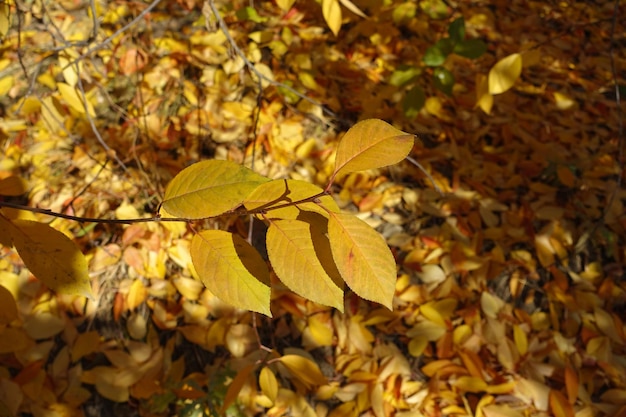 Wunderschöne vergilbte Blätter vergilbte Blätter im Herbst ein Baum mit vergilbten Blättern