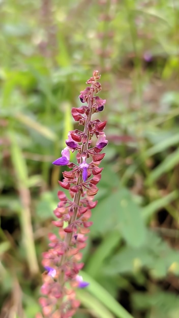 Wunderschöne violette und rote Blüten Salvia officinalis ist eine Pflanzenart aus der Familie der Lamiaceae fa