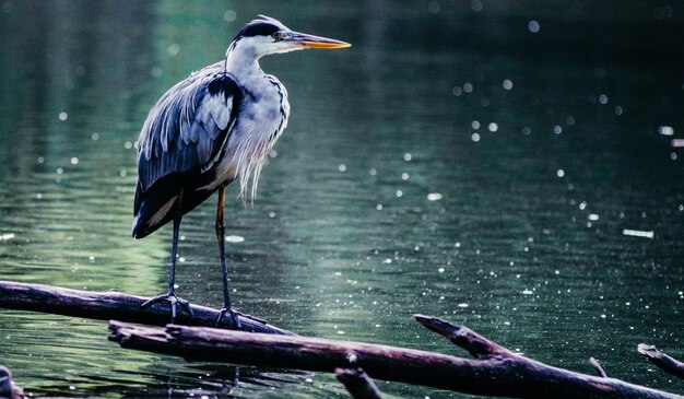 Wunderschöne Vogelsammlung für Tapeten oder Poster