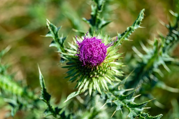 Wunderschöne wachsende Blütenwurzel-Klette-Distel auf einer Wiese im Hintergrund. Foto bestehend aus wachsender Blütenwurzel-Klette-Distel und Graswiese. Wachsende Blütenwurzel-Klette-Distel auf der Wiesenlandschaft