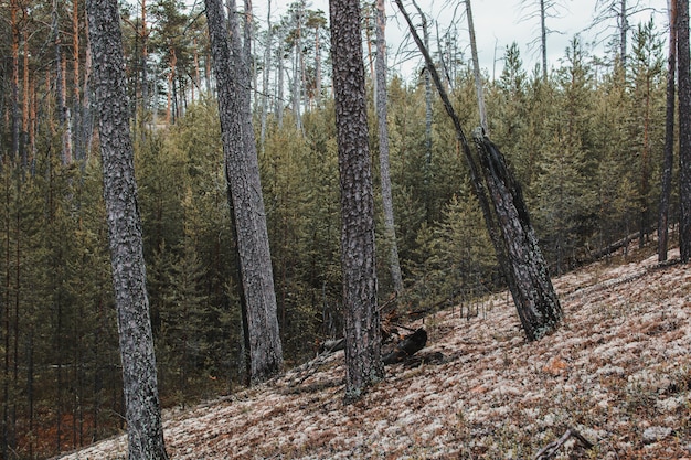 Wunderschöne Waldlandschaft