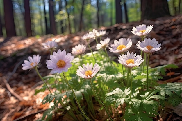 Wunderschöne weiße Anemonenblüten blühen im Frühlingswald