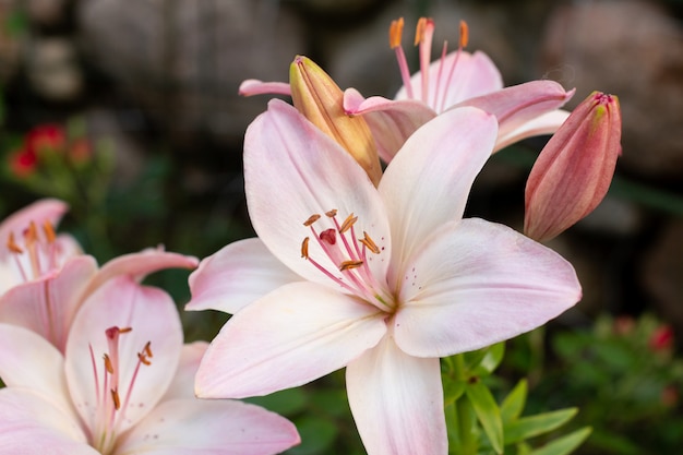 Wunderschöne weiße rosa Lilie, die im Sommer im Garten blüht. Blume der orientalischen Lilie. Schöne Lilienblume an der Wand der grünen Blätter