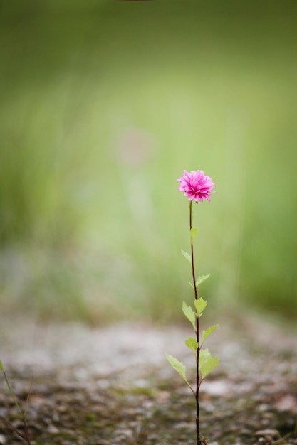 Wunderschöne Wildblumendahlie, die an einem sonnigen Frühlingstag allein und einsam auf einem grünen Feldweg blüht