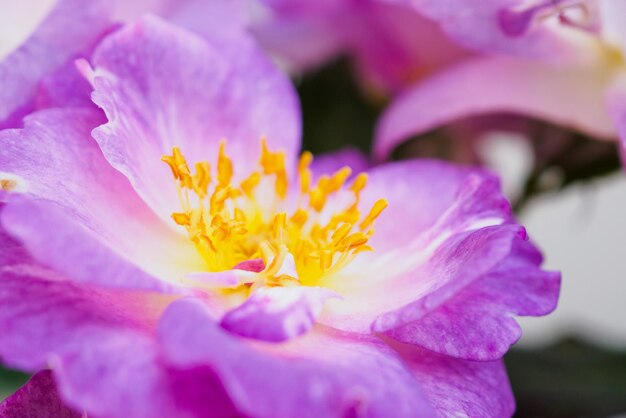 Wunderschöne Wildrosen im Garten