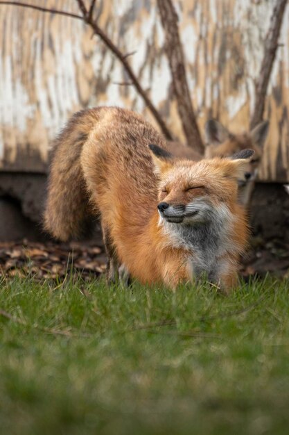 wunderschöne Wildtiere