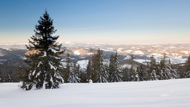 Wunderschöne Winterlandschaft in den Bergen Die aufgehende Sonne bricht durch die schneebedeckten Äste der Tanne Boden und Bäume, die mit einer dicken Schicht aus frischem, flauschigem Schnee bedeckt sind