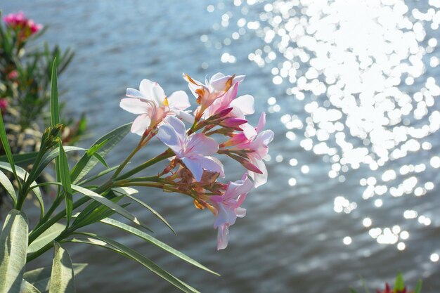 Wunderschöne, zarte Blüten von Oleander, die auf grünen Büschen in der Nähe des Sees verbreitet sind, mit sonnigen Reflexionen auf dem Wasser