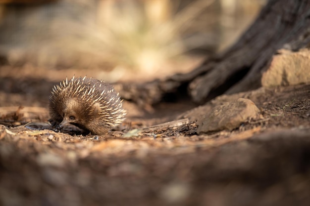 Wunderschöner Ameisenigel im australischen Busch im tasmanischen Outback. Australische Tierwelt in einem Nationalpark in Australien im Frühling