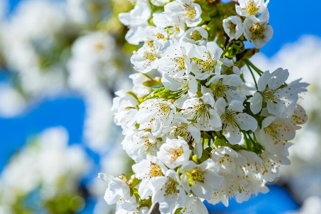Wunderschöner Apfelbaum mit weißer Blüte im Garten aus nächster Nähe in der SunSpring-Saison