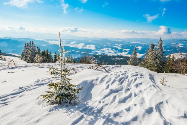 Wunderschöner bezaubernder Blick auf den Kiefern- und Fichtenwald, der auf den Hügeln zwischen den Schneeverwehungen gegen den blauen Himmel aus weißen Wolken und strahlender Sonne wächst