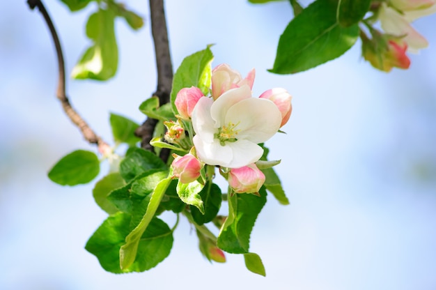 wunderschöner blühender Apfelbaum verleiht seine ursprüngliche Schönheit