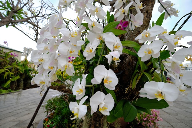 Foto wunderschöner blühender strauß weißer blumen