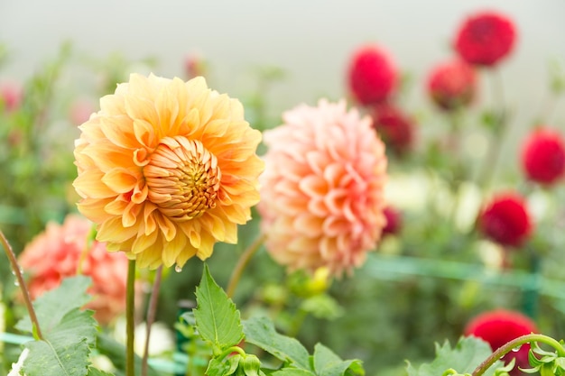 Wunderschöner Blumentopf mit Chrysanthemen