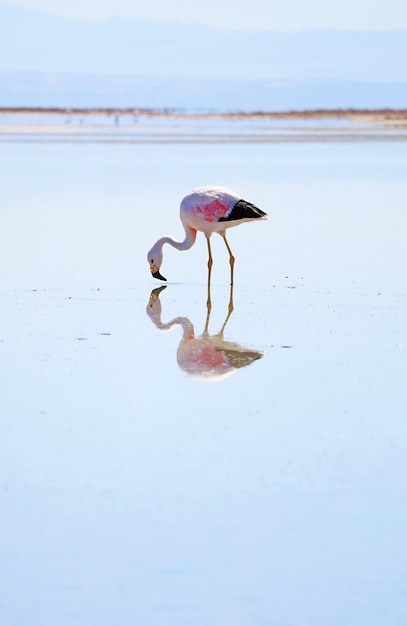 Wunderschöner Flamingo, der in der Lagune von Chaxa weidet, Teil der Salzebene Salar de Atacama in Chile